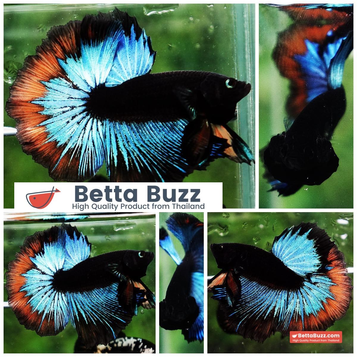 OHM Blue Eyes Black Light Hollow Ring (Legendary)