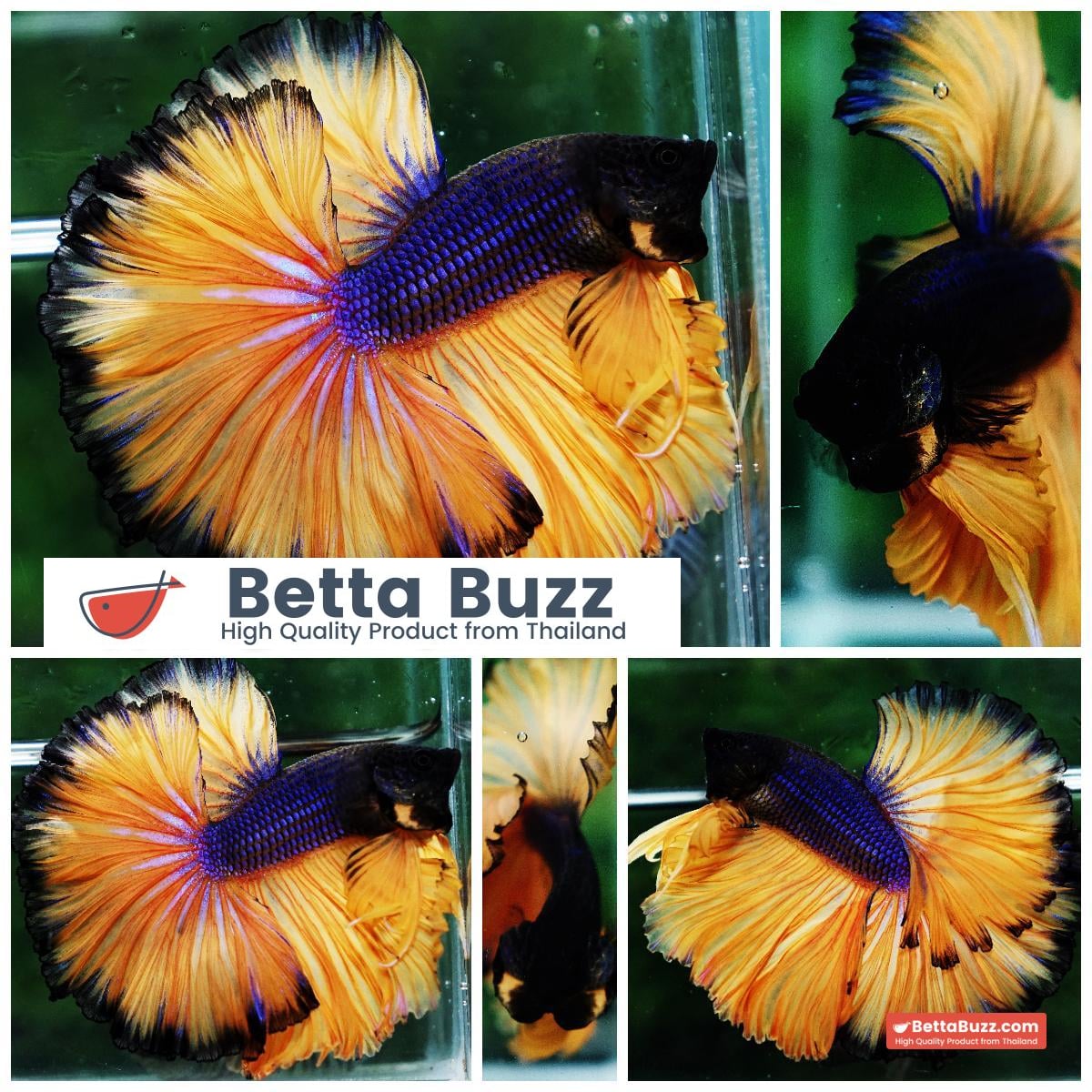 Betta fish OHM Blue Black Pumpkins Sky Hawk