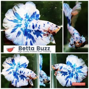 Betta fish OHM Prince Rose Blue Frozen