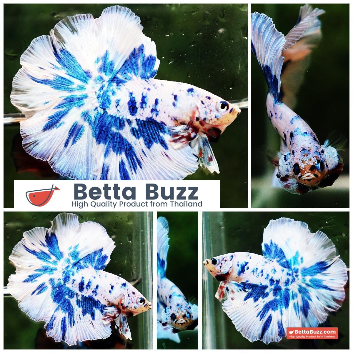 Betta fish OHM Prince Rose Blue Frozen