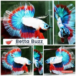 Betta fish OHM Magical Monster Tri color