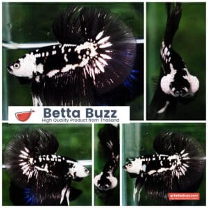 Betta fish Premium HM Black Hole Samurai Star (Rare)