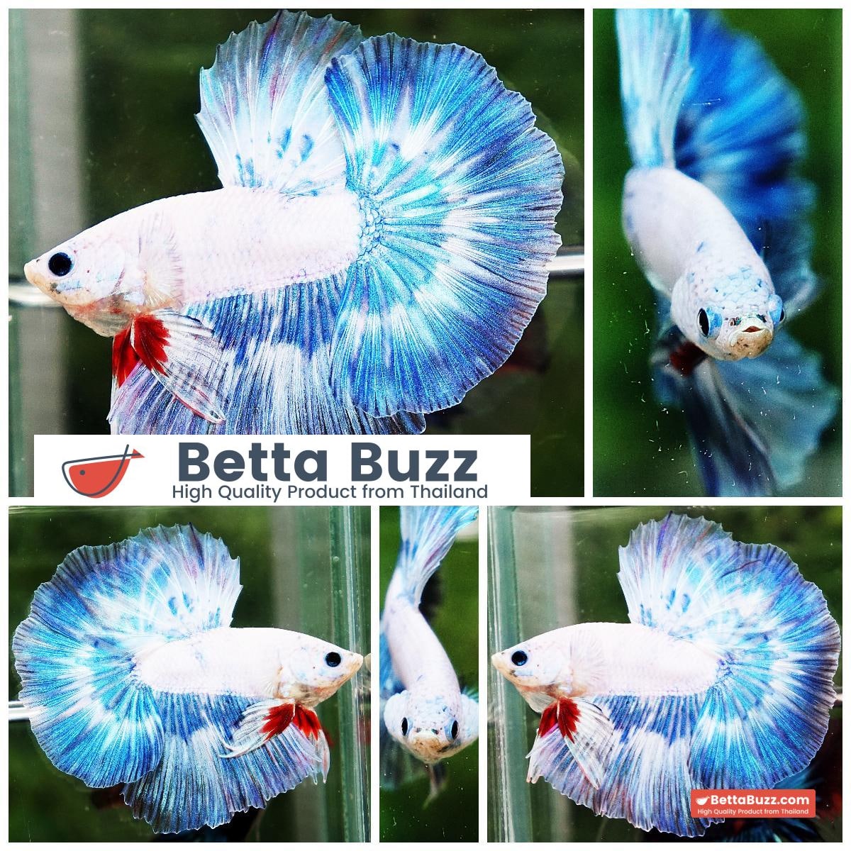 Betta fish OHM The Sky Blue Angle Ring