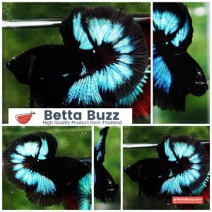 Betta fish OHM Light in The Dark Black Ring ( Rare & Competition)