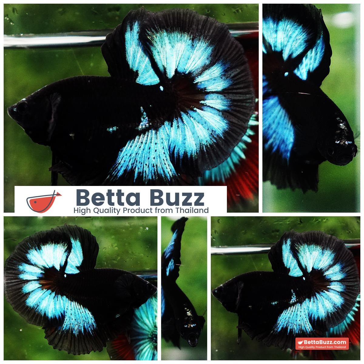 Betta fish OHM Light in The Dark Black Ring ( Rare & Competition)