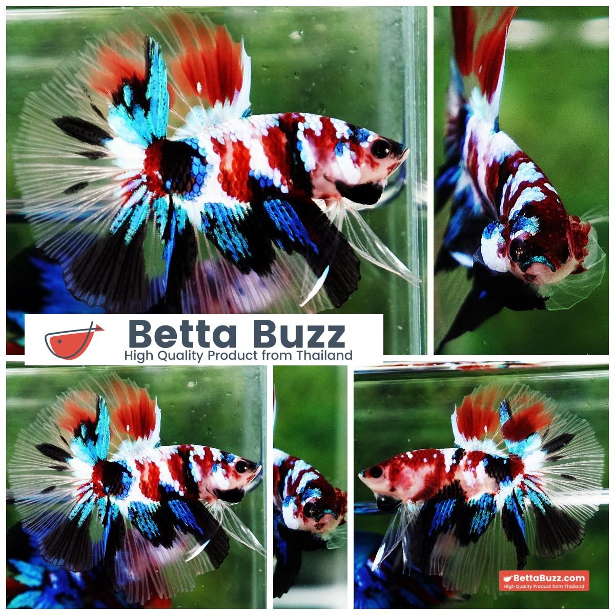 Betta fish HM Multicolor Koi Galaxy