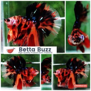 Betta fish OHM Tiger Dark Nemo