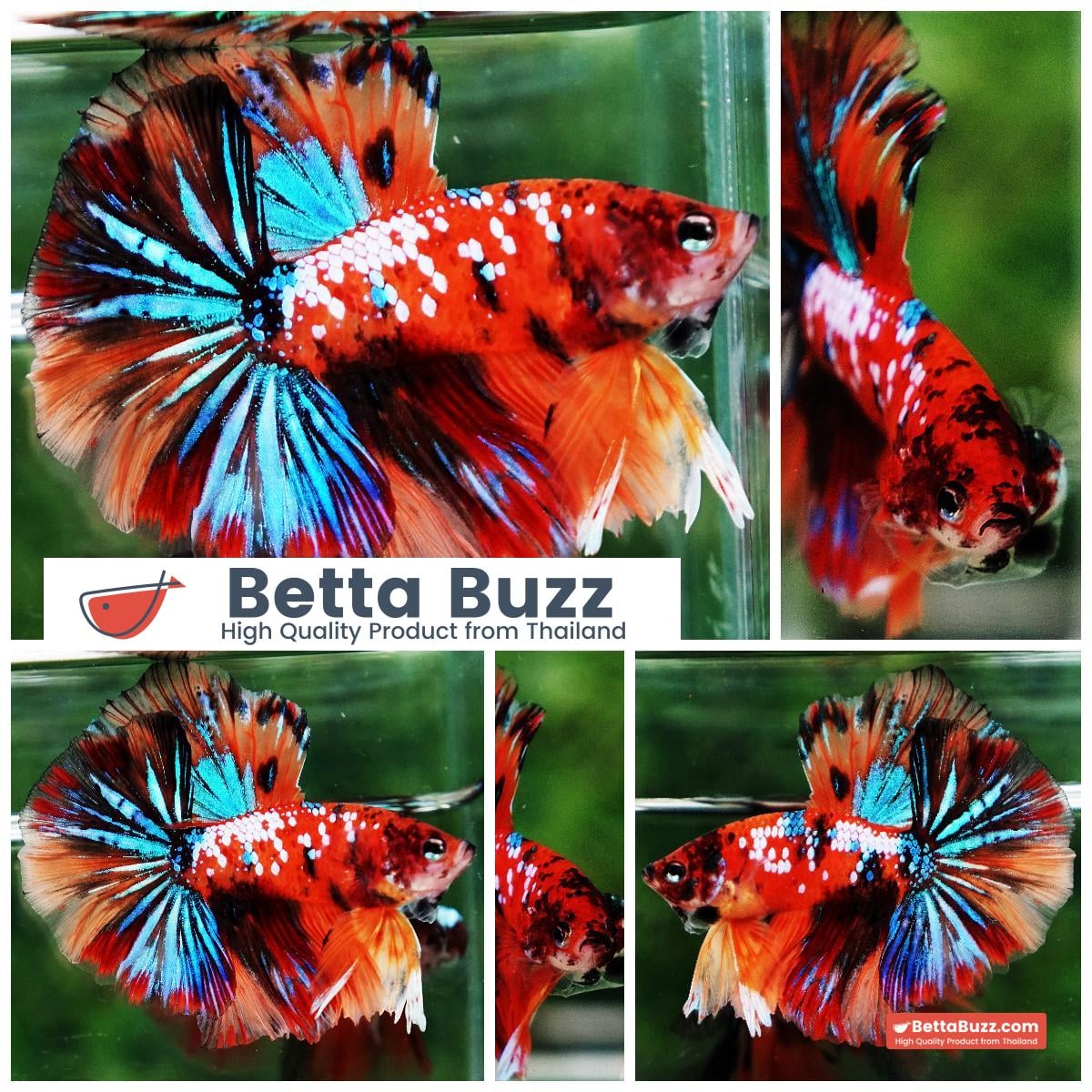 Betta fish OHM Multicolor Tiger Galaxy