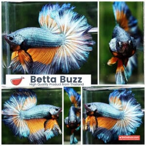 Betta fish OHM Sky Mustard Gas Butterfly Rose tail
