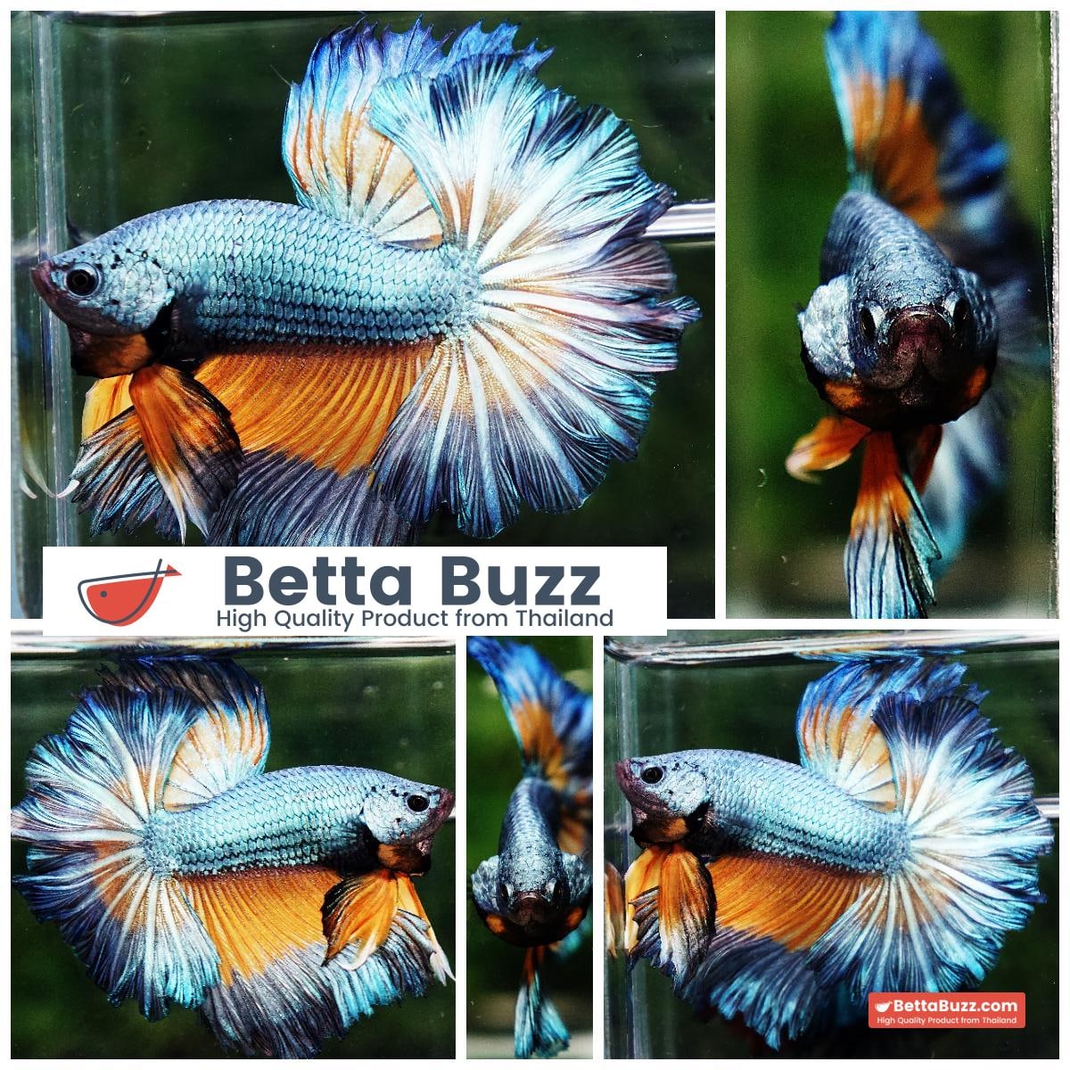 Betta fish OHM Sky Mustard Gas Butterfly Rose tail