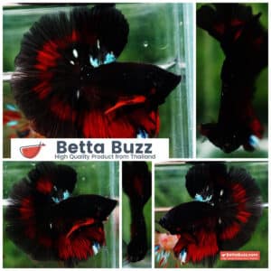 Betta fish OHM Hell Boy Warrior Sky Hawk