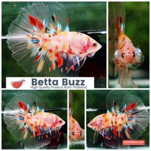 Betta fish HM Nemo Dot Yellow Base