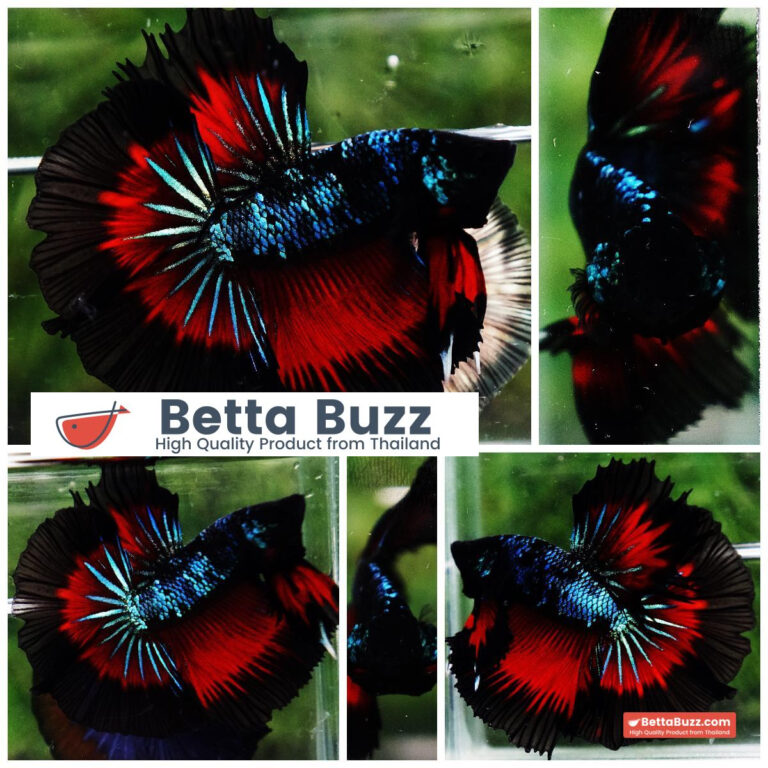 Betta fish OHM Devil Avatar Butterfly Hawk