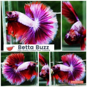 Betta fish OHM Prince Lavender Snow Sky Hawk