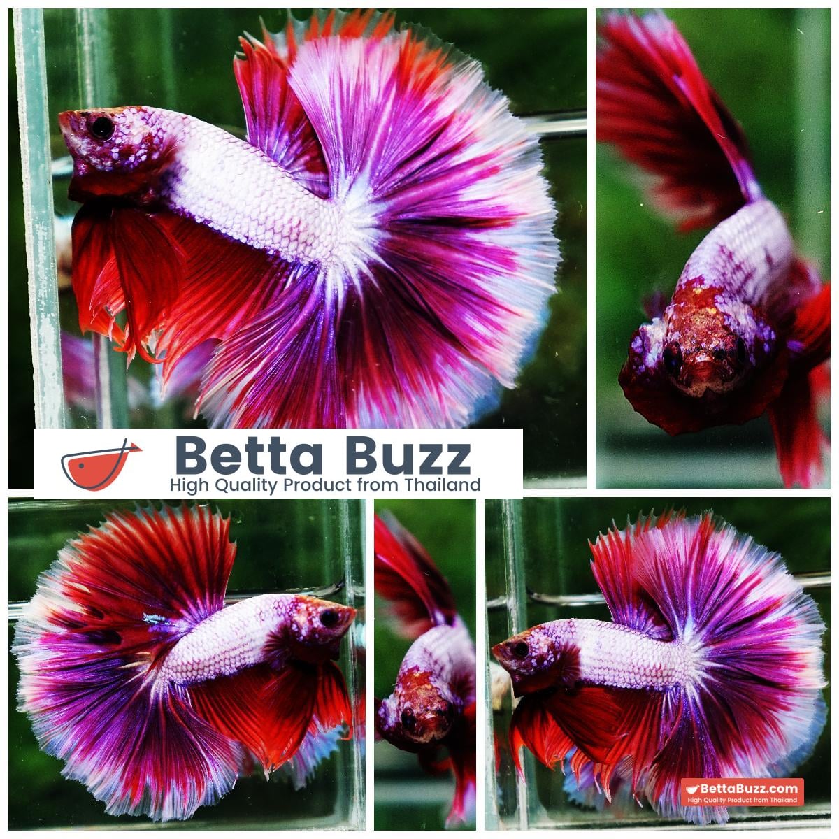 Betta fish OHM Prince Lavender Snow Sky Hawk