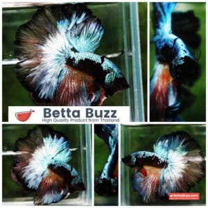 Betta fish OHM Samurai Halloween Warrior