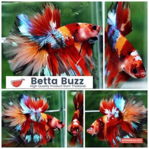 Betta fish HM Prince Multicolor Romania Flag
