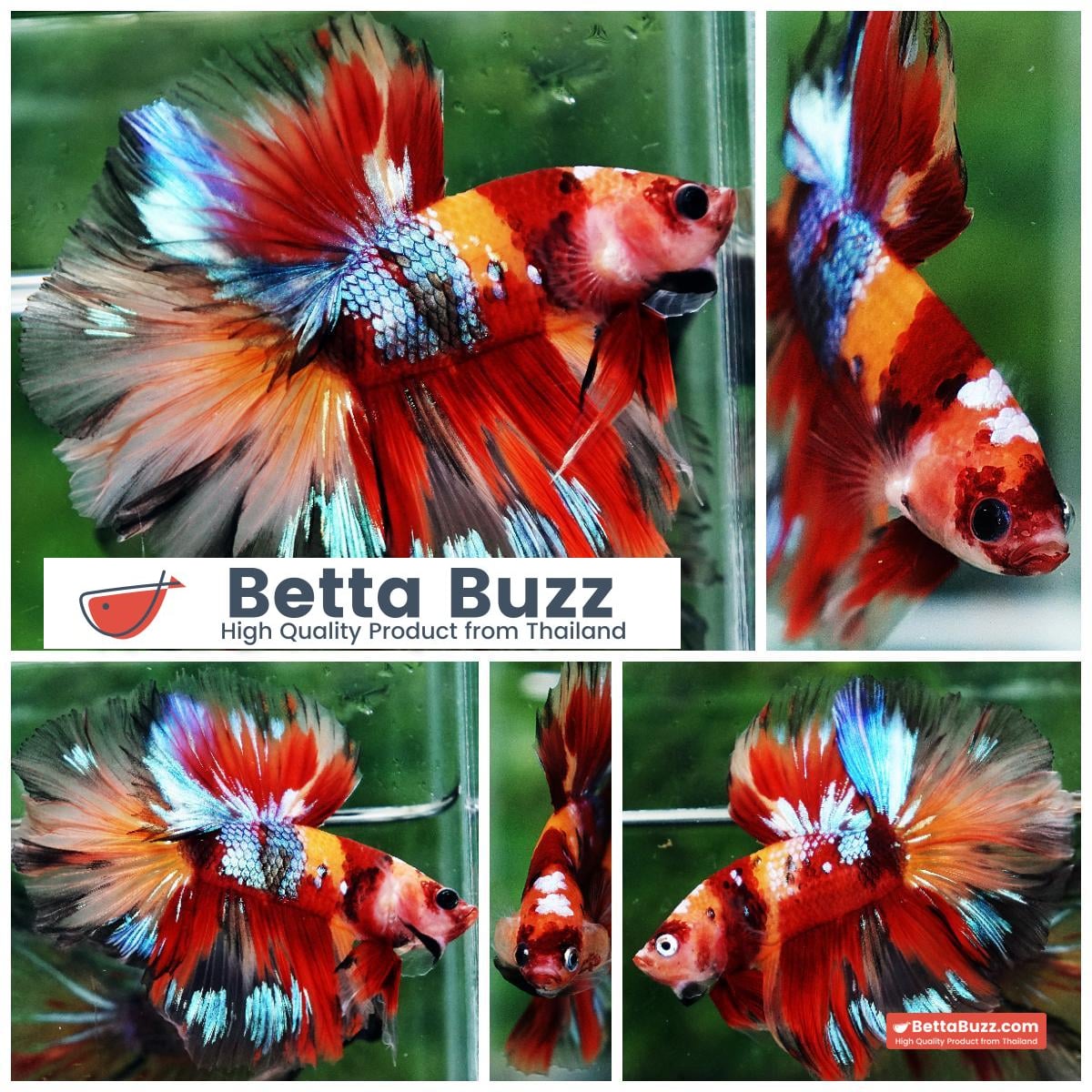 Betta fish HM Prince Multicolor Romania Flag
