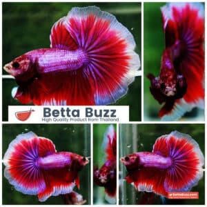 Betta fish OHM Pony Pink Lavender