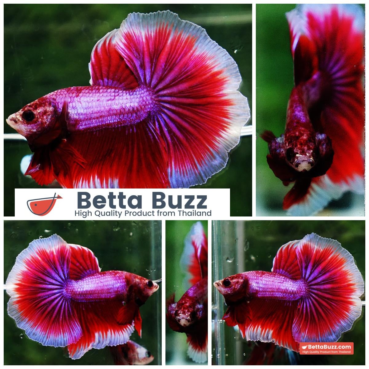 Betta fish OHM Pony Pink Lavender