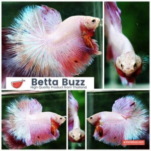Betta fish OHM Platinum Pink Pony