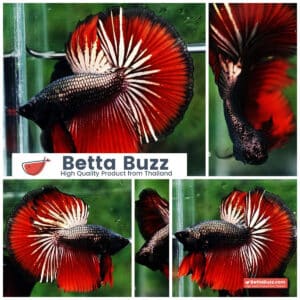 Betta fish HM Hell Boy Copper