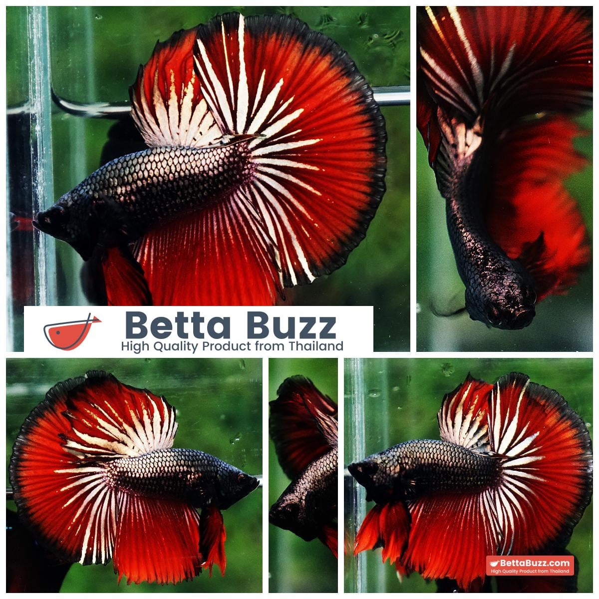 Betta fish HM Hell Boy Copper