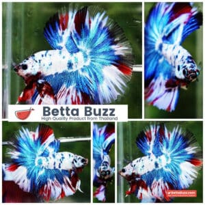 Betta fish OHM Dalmatain Captian America Hawk