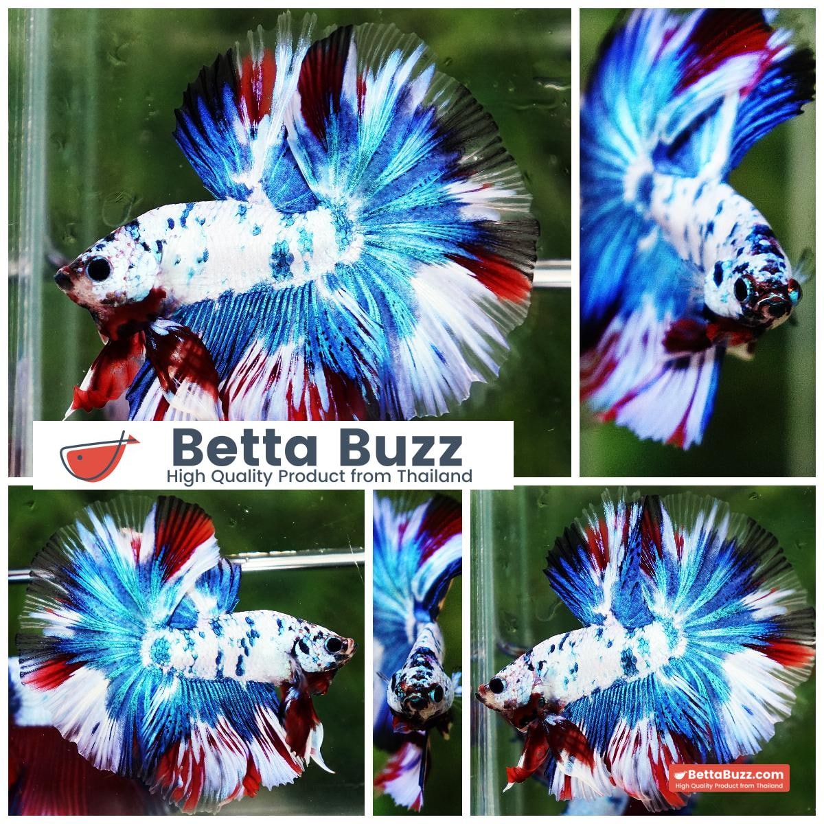 Betta fish OHM Dalmatain Captian America Hawk