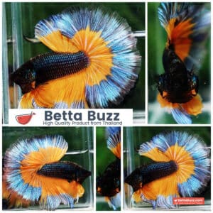 Betta fish OHM Emerald Mustard Gas Butterfly Sky Hawk (Comp grade)