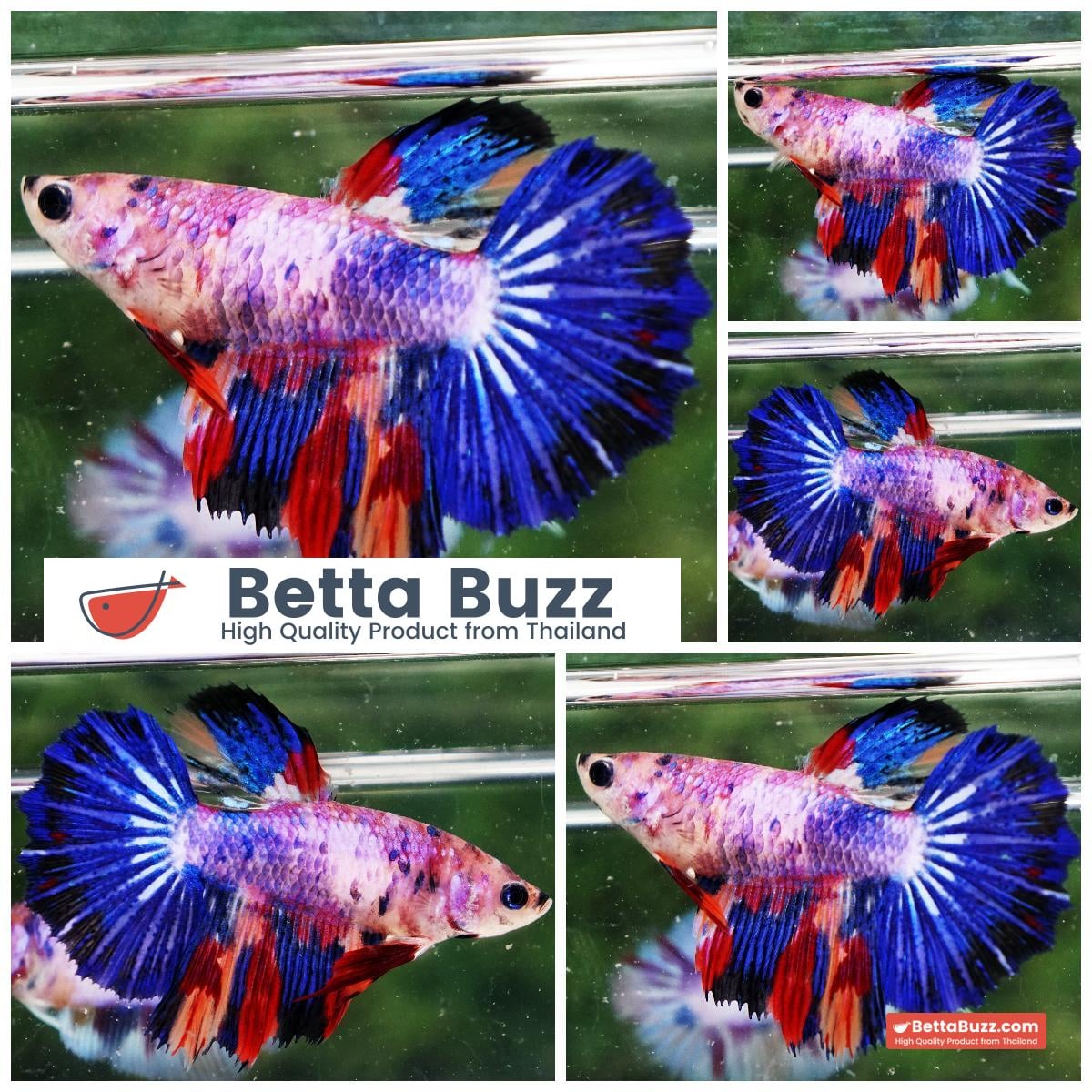 Betta fish Female HM Multicolor Rainbow Purple Marble
