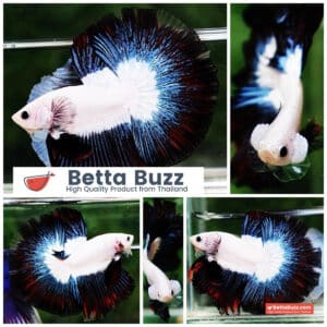 Betta fish OHM Prince of YinYang Dragon (Comp Grade)