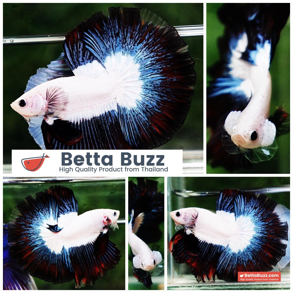 Betta fish OHM Prince of YinYang Dragon (Comp Grade)