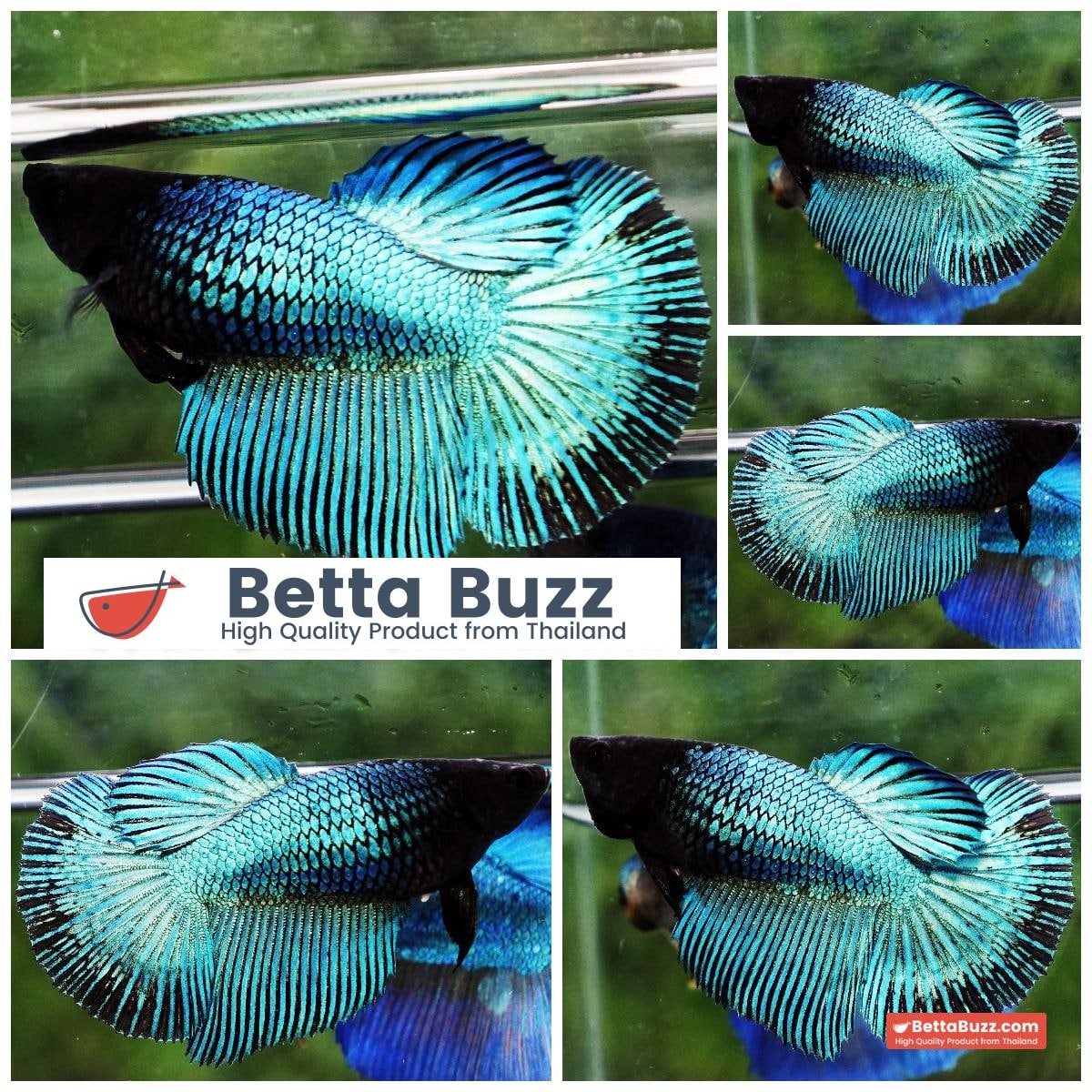 Betta fish Female HM Green Peacock Black Head