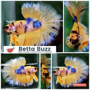 Betta fish OHM Yellow Blue Banaby