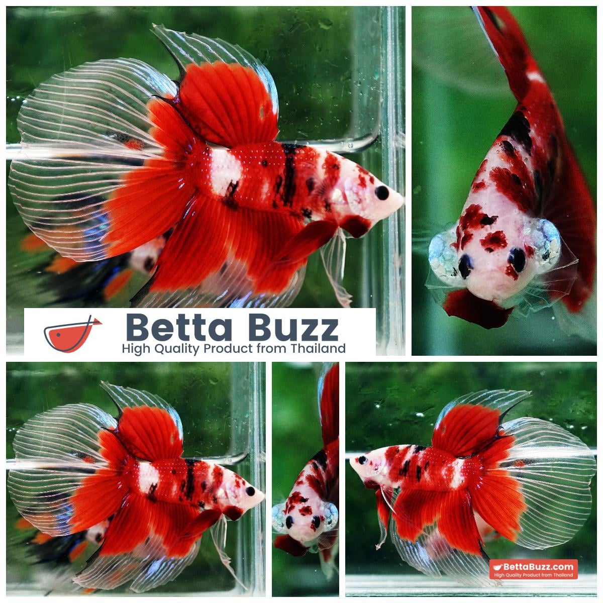 Betta fish VT Classic Red Koi