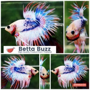 Betta fish CT Fancy Magical Pink Blue Marble
