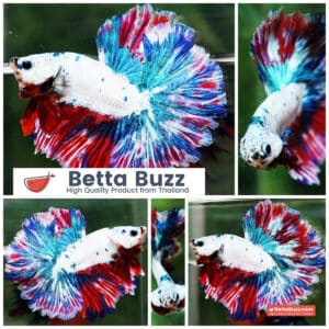 Betta fish OHM Fancy Magical Red Blue Frozen