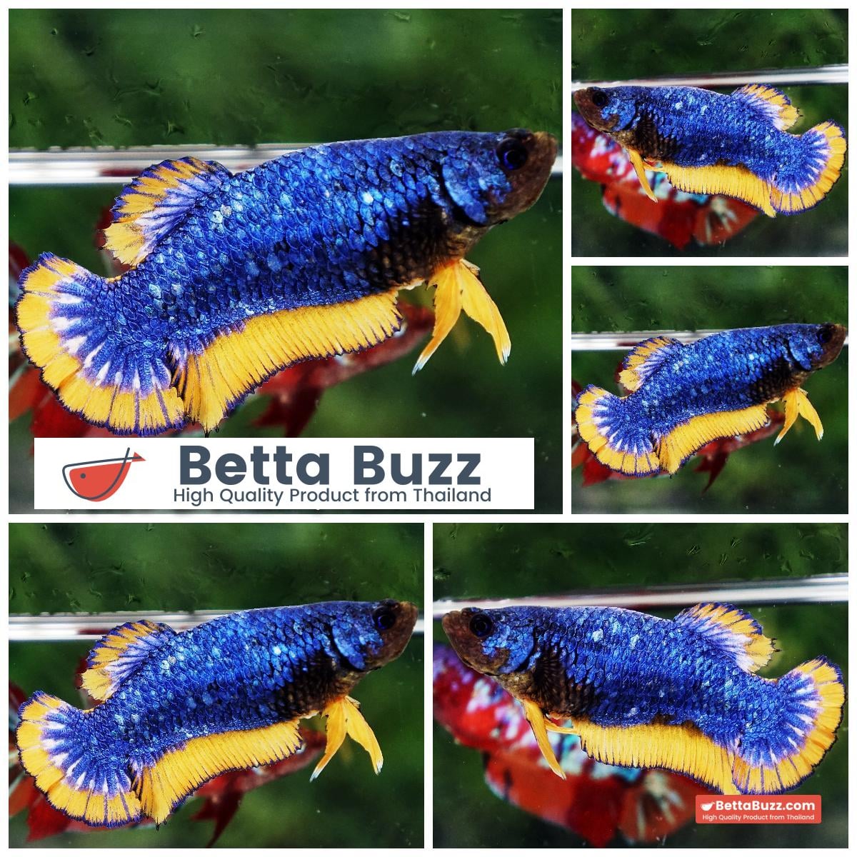 Betta fish Female Blue Dragon Mustard (HMPK)
