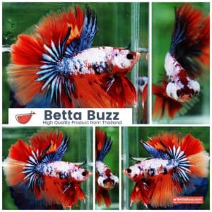 Betta fish Multicolor Grey Firer Sky Hawk (OHM)