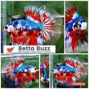 Betta fish Fancy Blue Dragon Star (OHM)