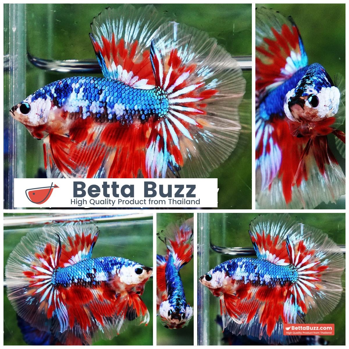 Betta fish Fancy Blue Dragon Star (OHM)