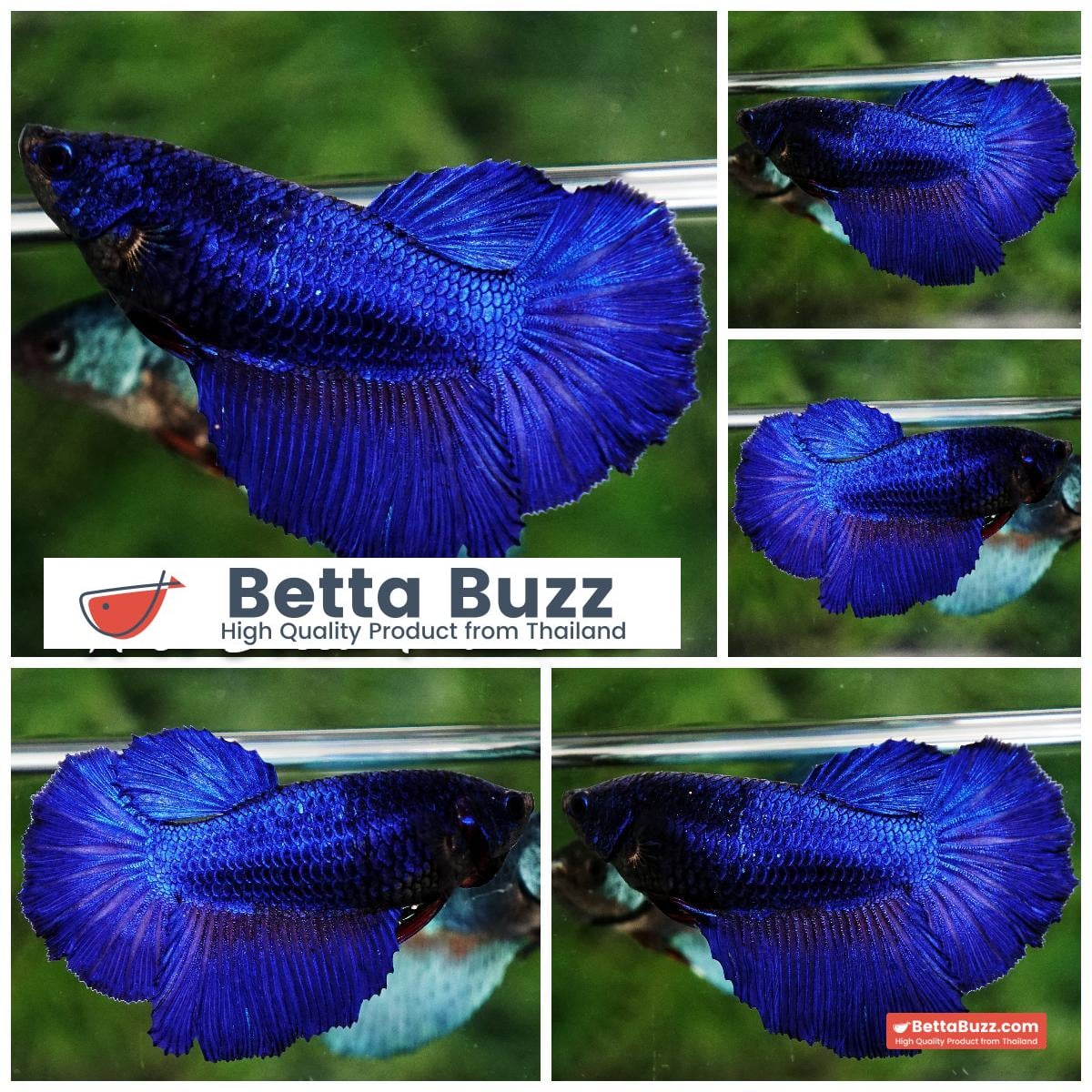 Betta fish Female Royal Blue (HM)