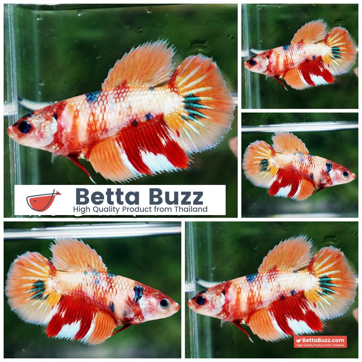 Betta fish Female Candy Nemo (HM)