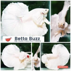 Betta fish Prince of Platinum White Dumbo HM