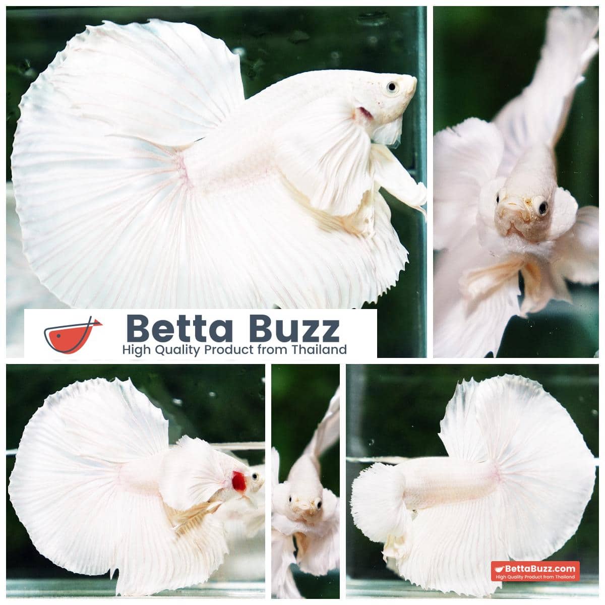 Betta fish Prince of Platinum White Dumbo HM