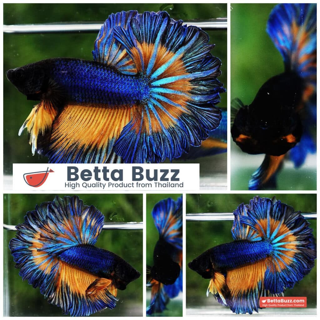 Rosetail Betta Fish for Sale Betta Buzz