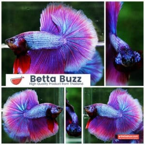 Betta fish Prince Royal Lavender NBT-OHM