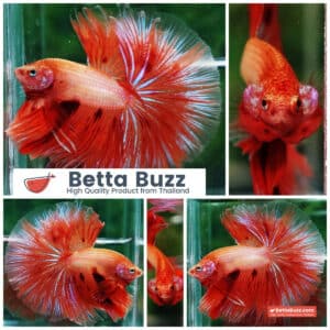 Betta fish Big Armageddon Meteror Sky Hawk OHM
