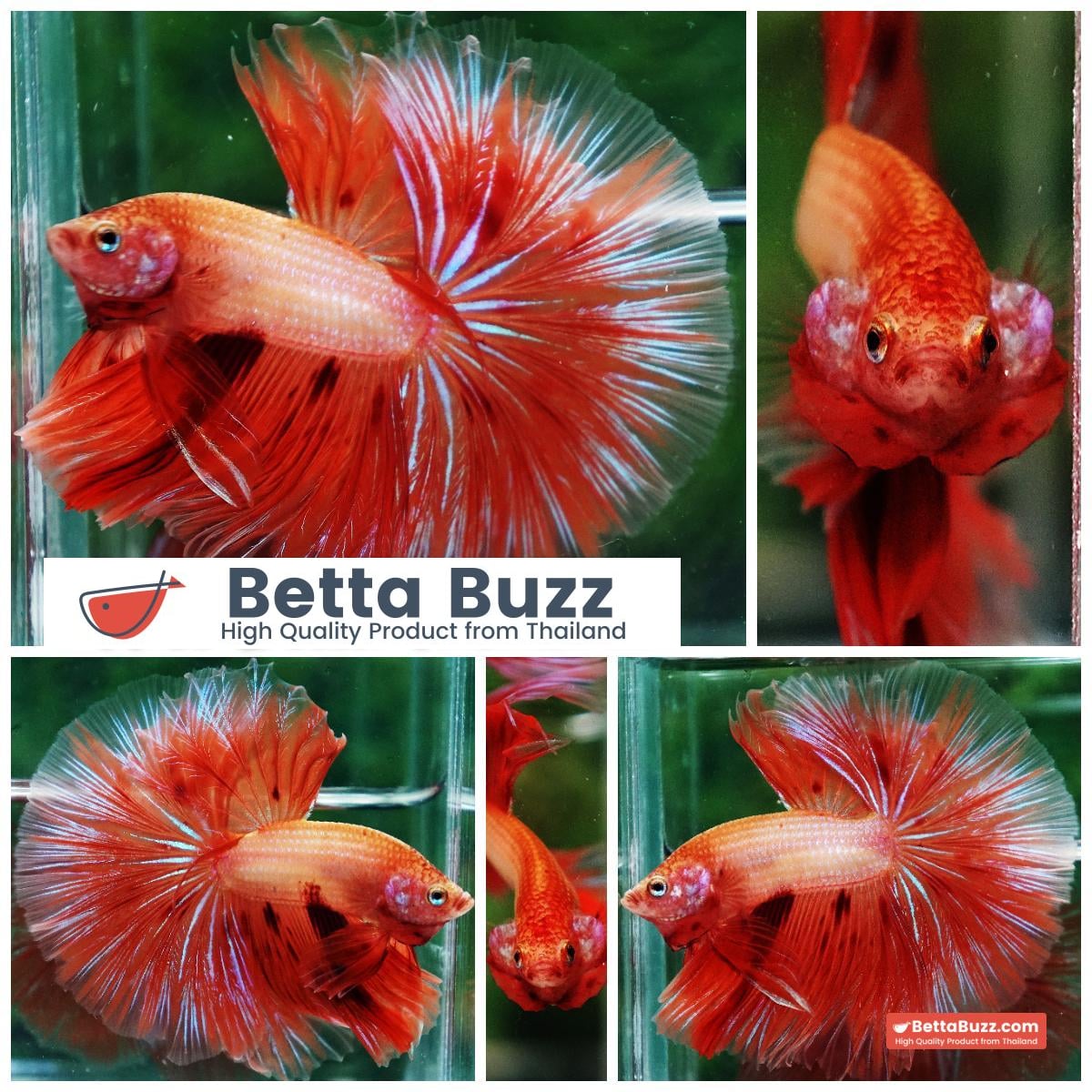 Betta fish Big Armageddon Meteror Sky Hawk OHM